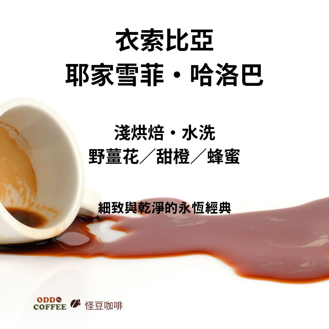 衣索比亞・耶加雪菲・哈洛巴 (Halobarity) |永恆的經典耶加