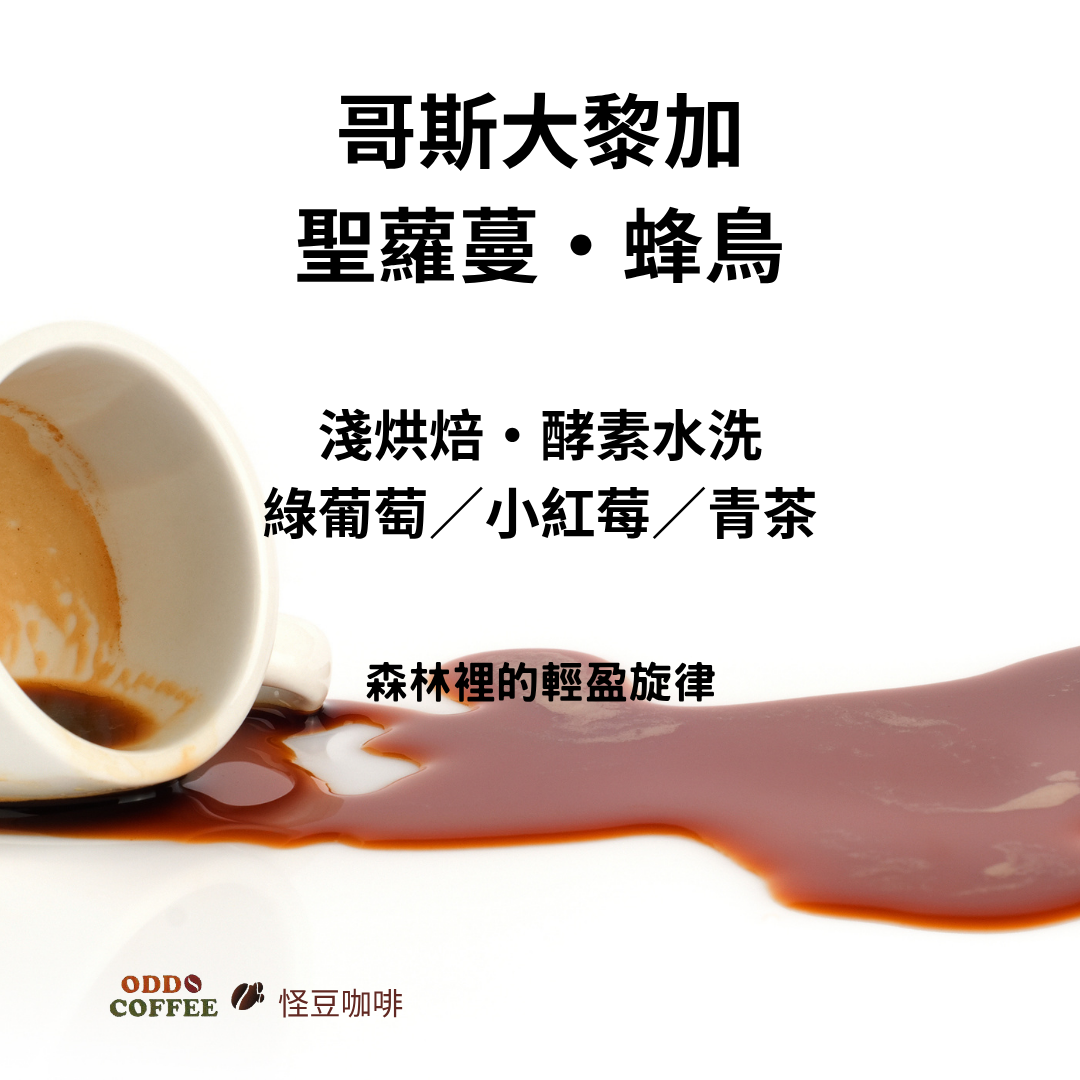 哥斯大黎加・蜂鳥| 森林裡的輕盈旋律