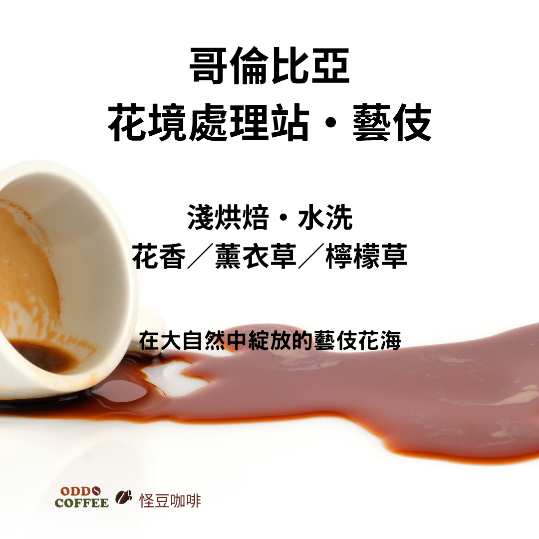哥倫比亞・娜玲瓏・花境處理站・水洗藝伎 |在大自然中綻放的藝伎花海