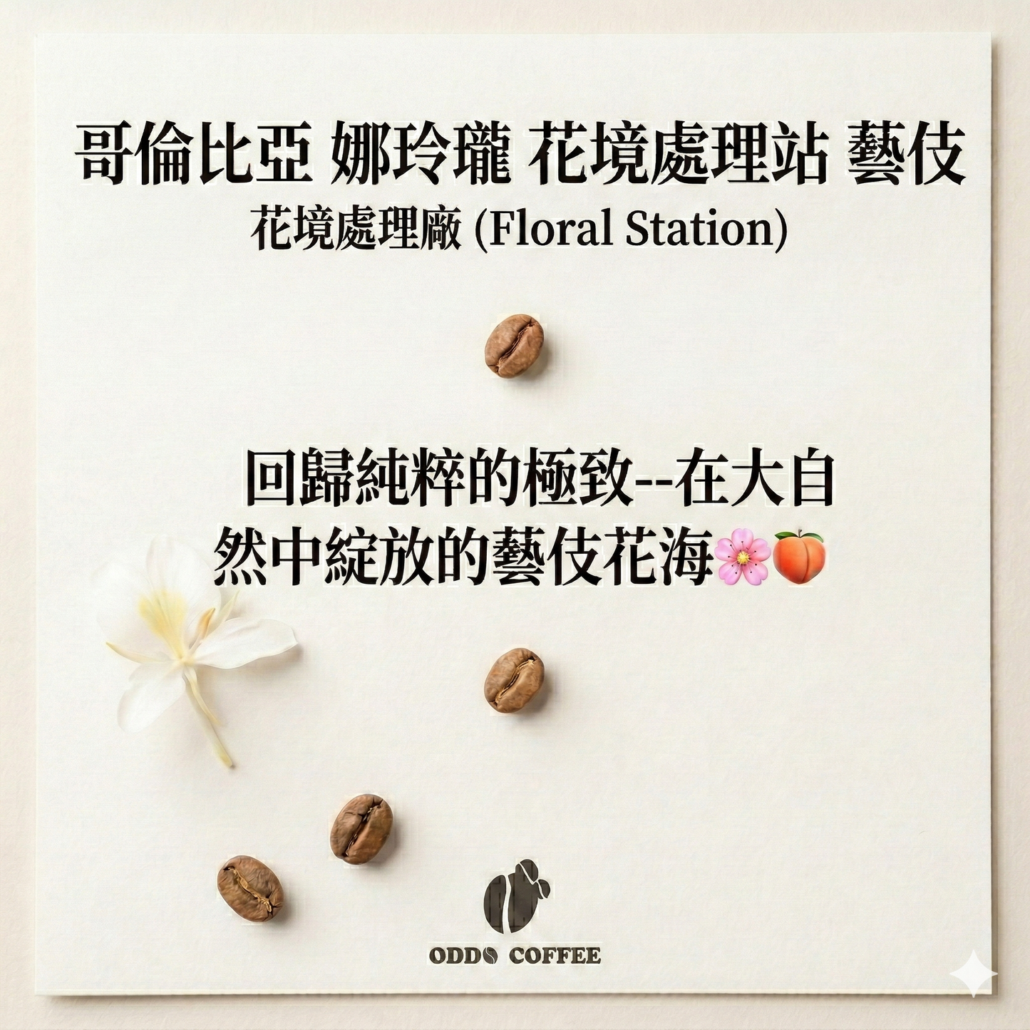 哥倫比亞・娜玲瓏・花境處理站・水洗藝伎 |在大自然中綻放的藝伎花海