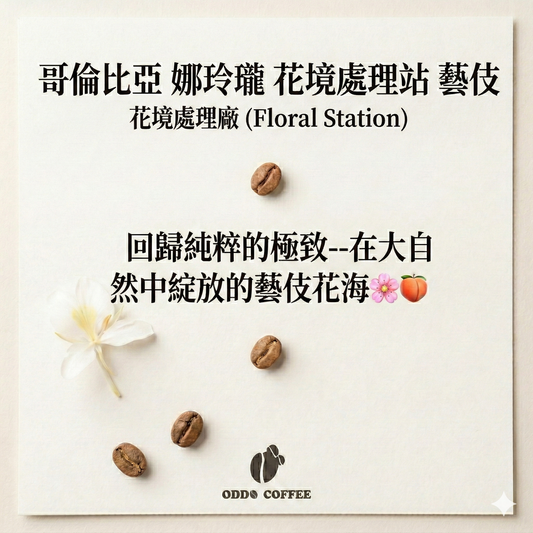 哥倫比亞・娜玲瓏・花境處理站・水洗藝伎 |在大自然中綻放的藝伎花海